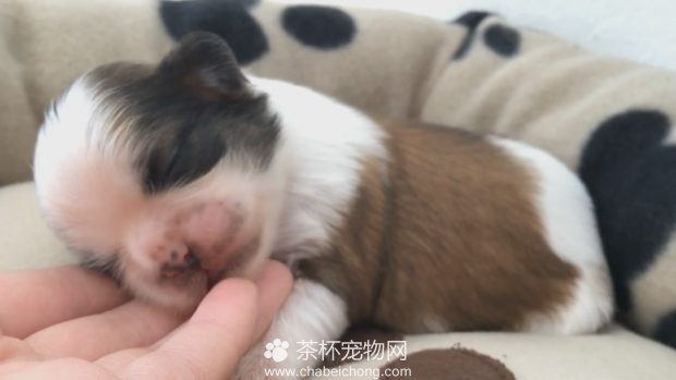 茶杯犬睡觉