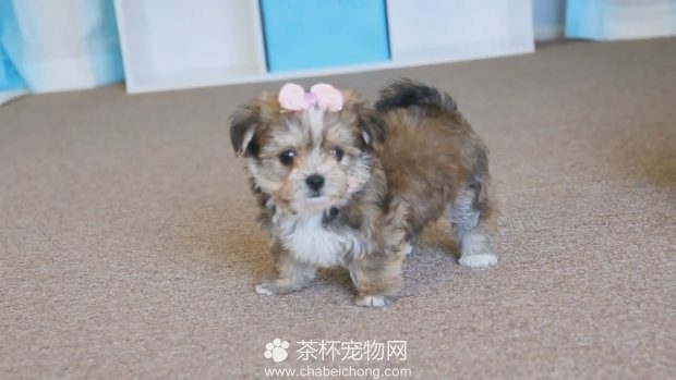 茶杯犬听音乐
