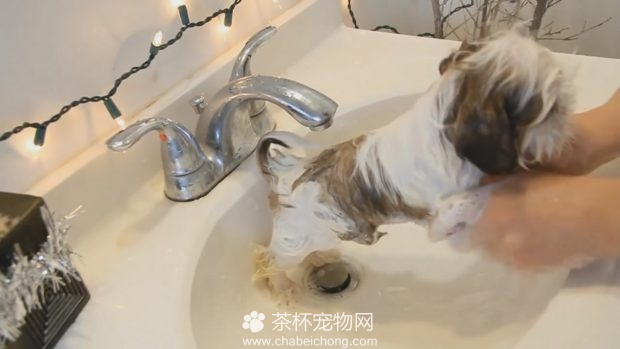 茶杯犬洗澡视频教程