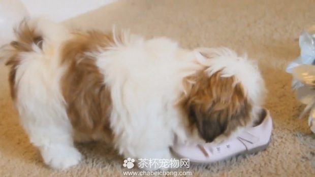 茶杯犬