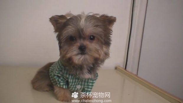 茶杯约克夏