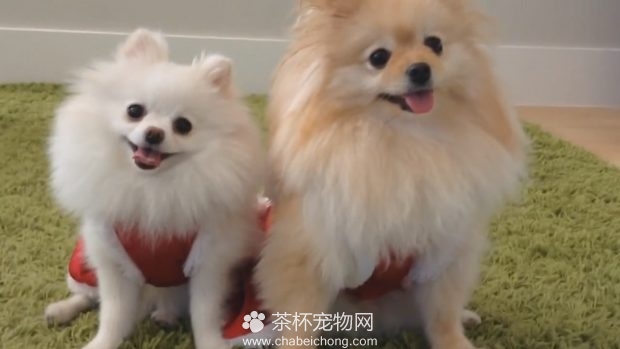 茶杯博美犬