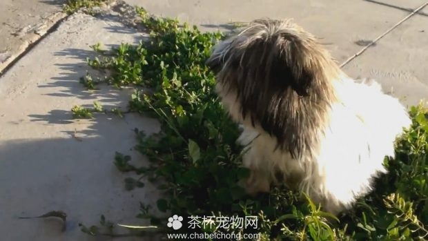 茶杯犬撒欢