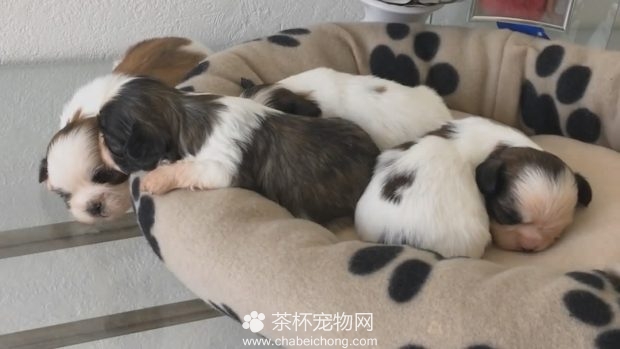 小狗狗