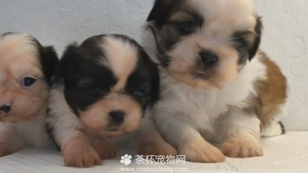 一群小茶杯犬