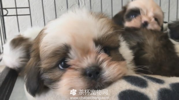 小狗