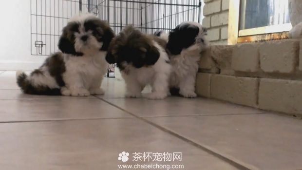 小朋友跟狗狗一起玩