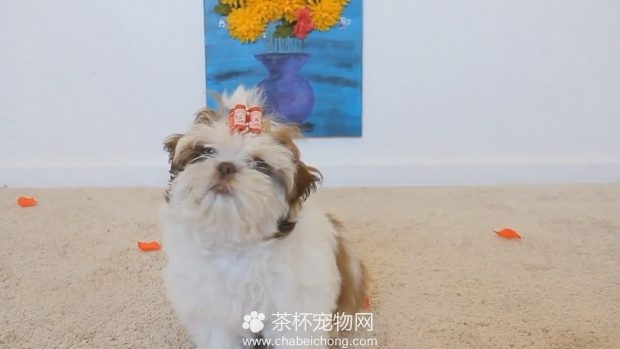茶杯犬与鲜花