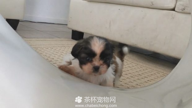 茶杯犬在玩耍