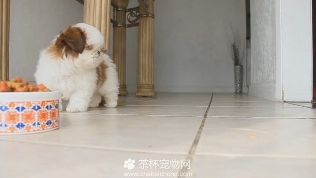 自在的茶杯犬