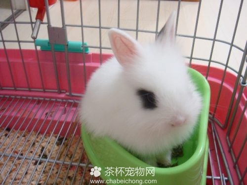 侏儒海棠兔