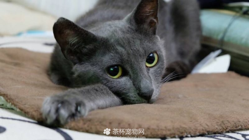 俄罗斯蓝猫