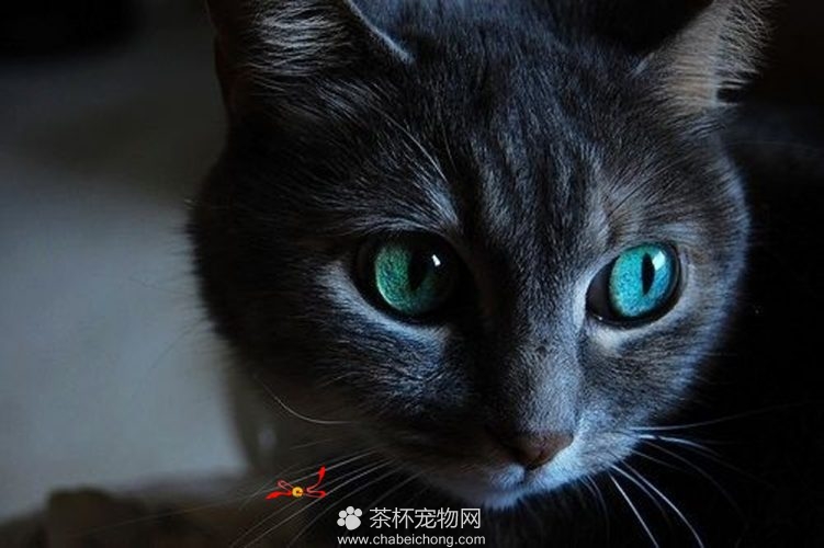 俄罗斯蓝猫