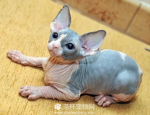 加拿大无毛猫