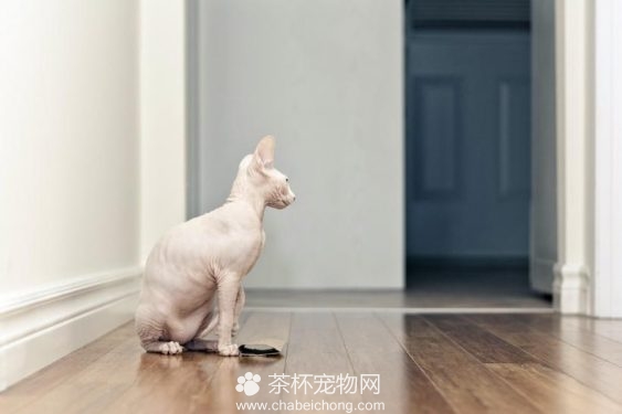 加拿大无毛猫