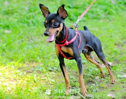 断了尾的小鹿犬