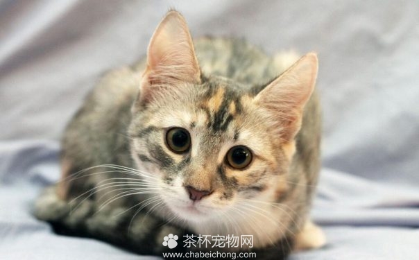 讲卫生的猫咪