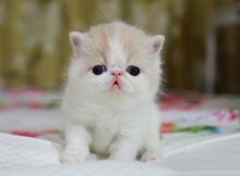 加菲猫幼崽