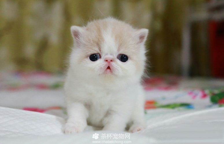 加菲猫幼崽