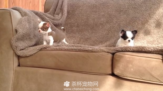 茶杯吉娃娃