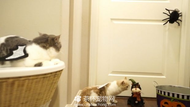 包子脸猫咪