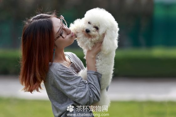 美女与泰迪犬