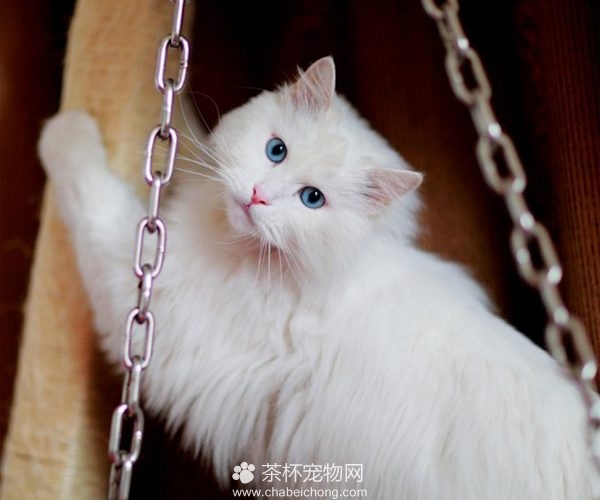 山东狮子猫图片