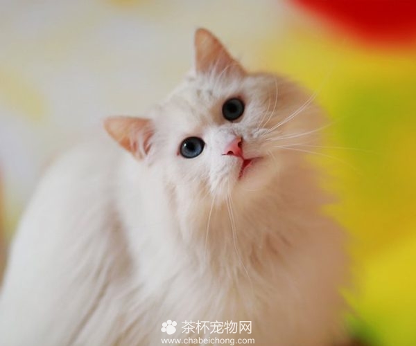 山东狮子猫图片（二）