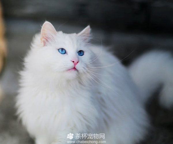 山东狮子猫图片（三）