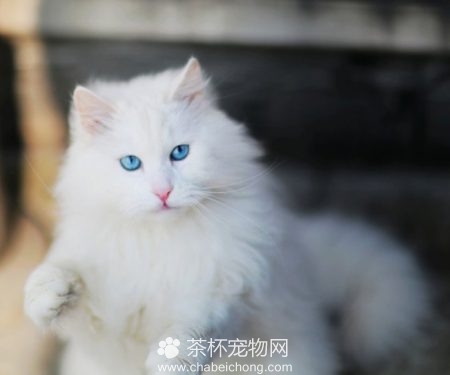 山东狮子猫图片（四）