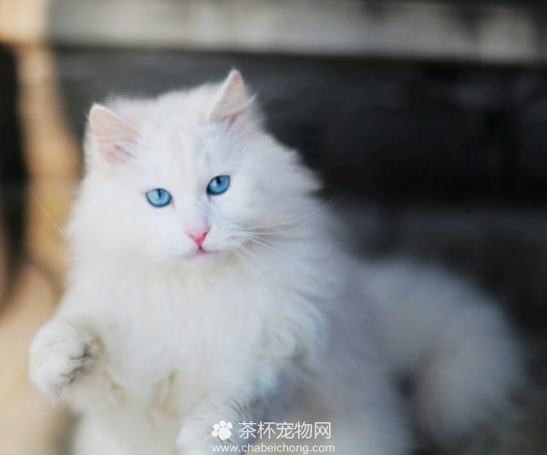 山东狮子猫图片（四）