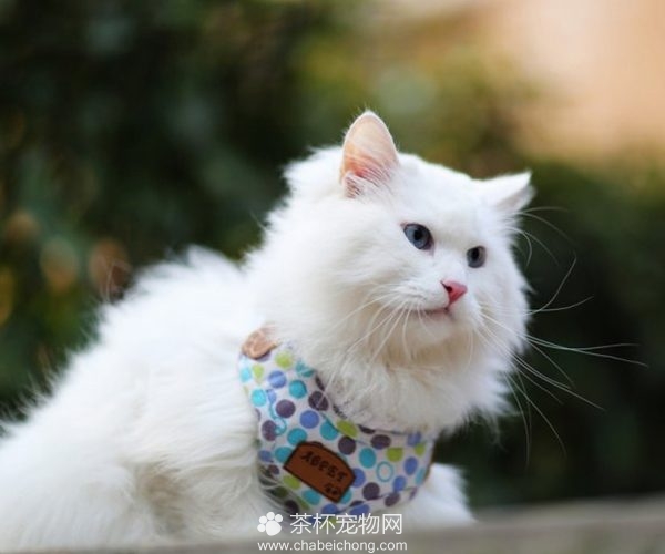 山东狮子猫图片（五）