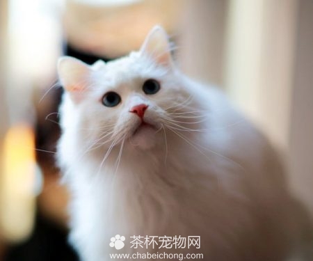 山东狮子猫图片（六）
