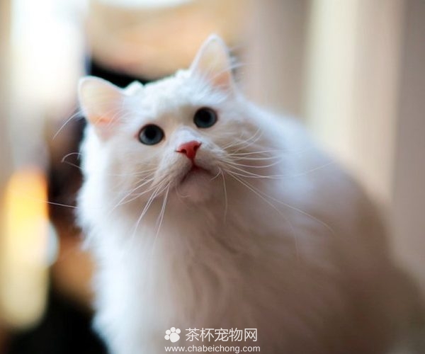 山东狮子猫图片（六）