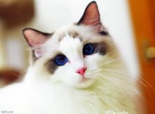 世界上最美的布偶猫