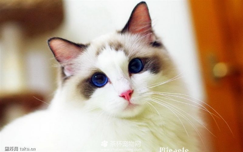 世界上最美的布偶猫