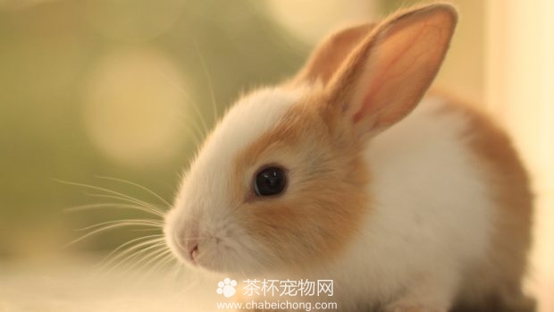 兔子的种类