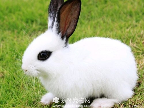 熊猫兔图片（二）