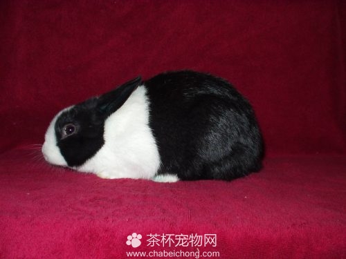 熊猫兔价格