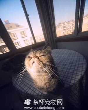 笔筒猫图片