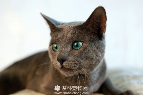 俄罗斯蓝猫