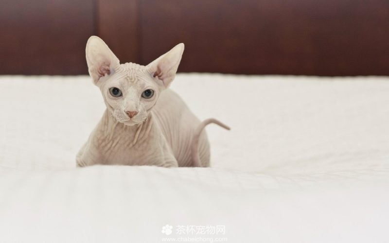 加拿大无毛猫