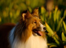 喜乐蒂牧羊犬