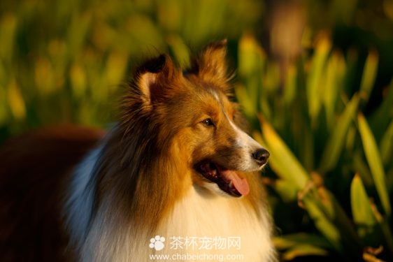 喜乐蒂牧羊犬