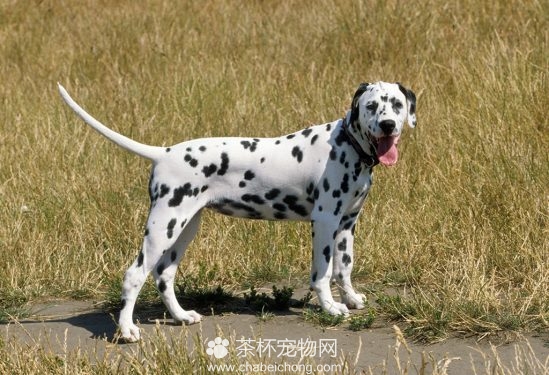 斑点狗大麦町犬