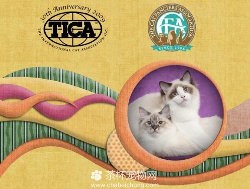 布偶猫的CFA和TICA认证