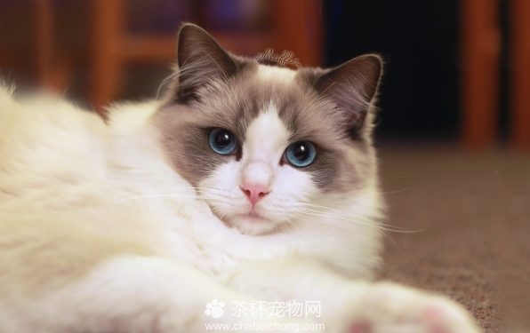 布偶猫