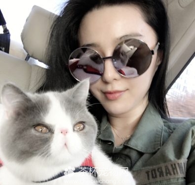 范冰冰养的猫