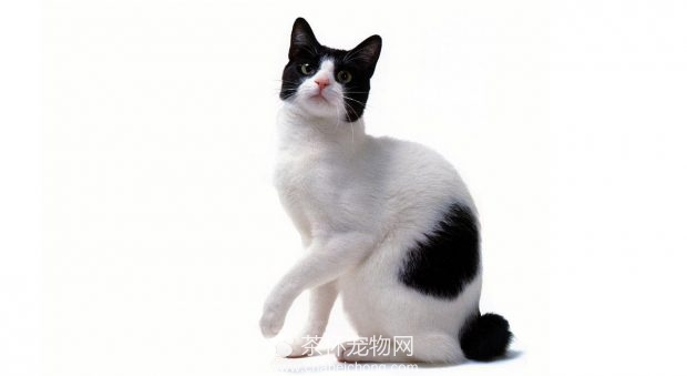 日本短尾猫