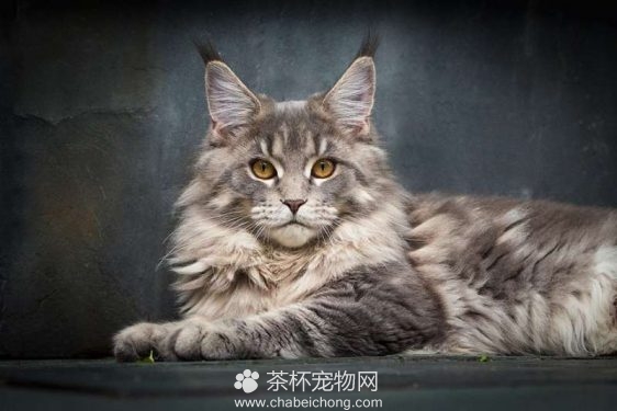 缅因猫